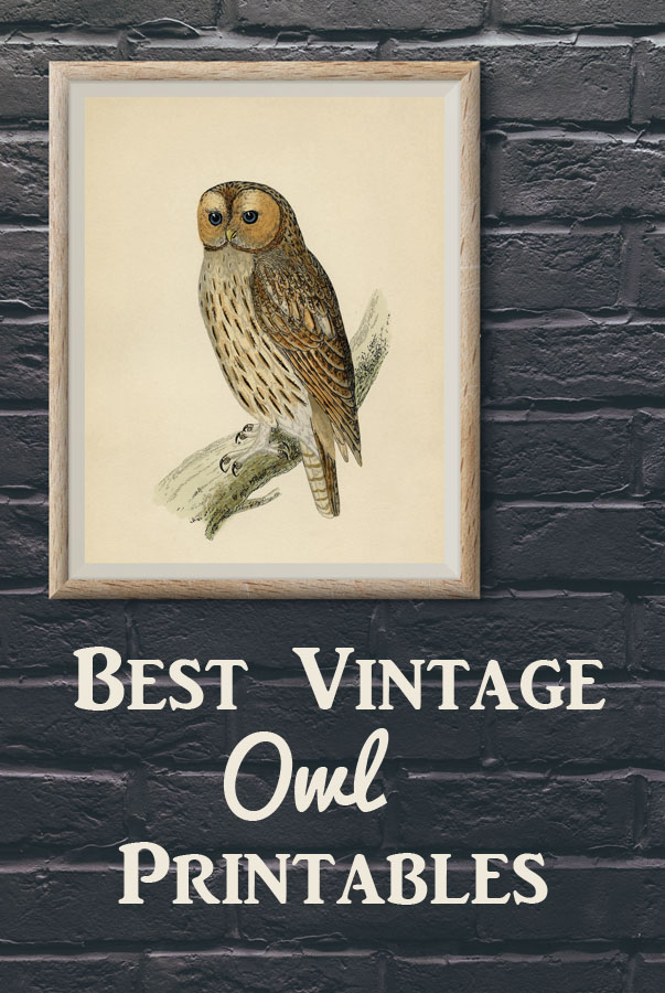 Best Owl Images The Graphics Fairy