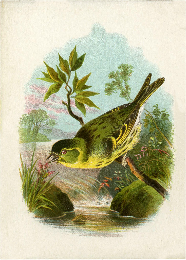 Vintage Yellow-breasted Green Bird Image