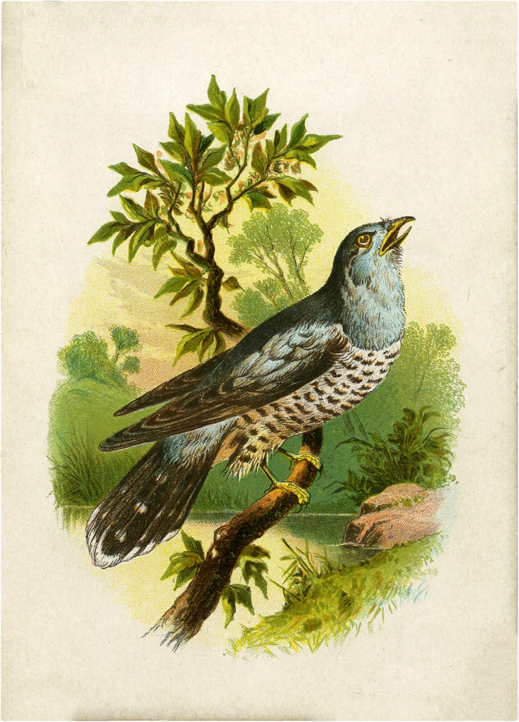 Thrush Ephemera Bird Poem