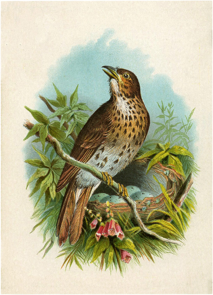 Cuckoo Bird Ephemera