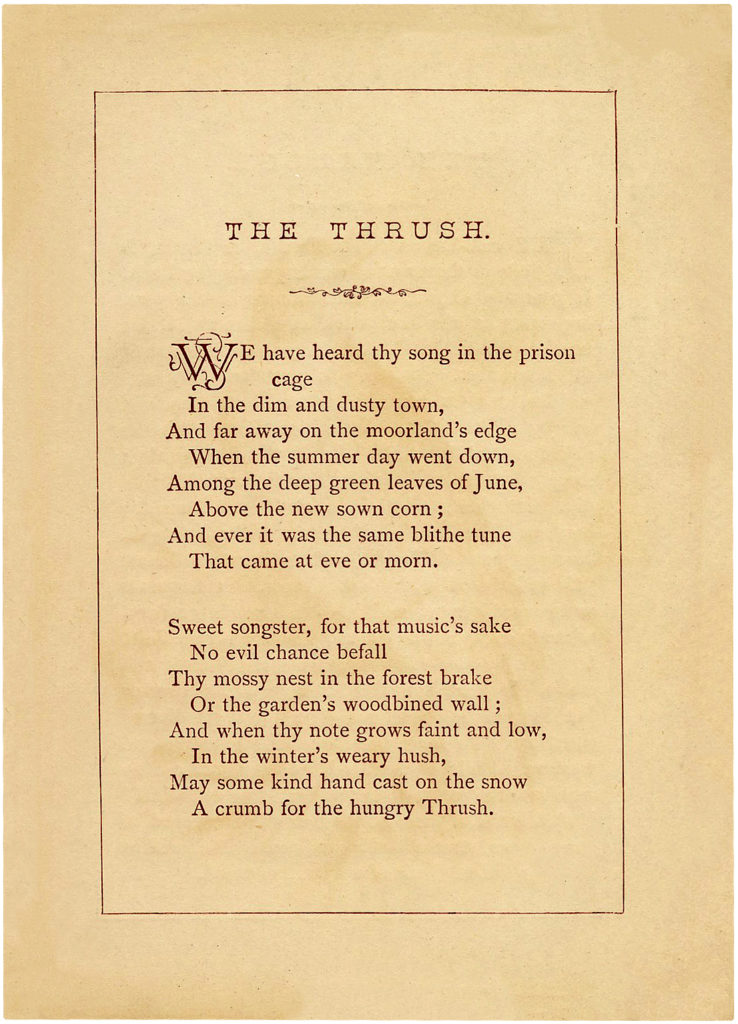 Thrush Poem