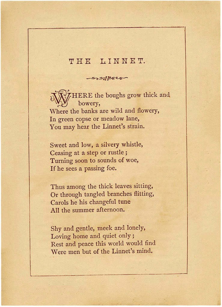 Vintage Linnet Bird Poem