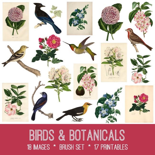 Birds and Botanical Flowers collage