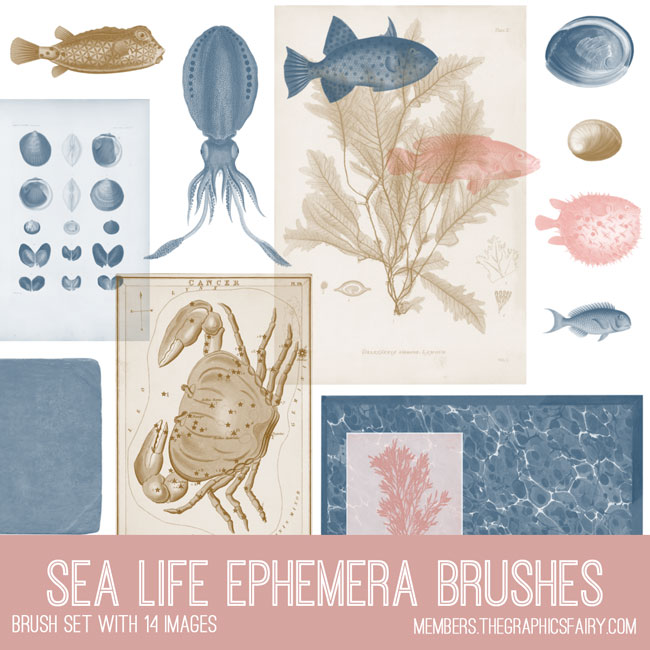 Sea life ephemera collage with fish and seaweed