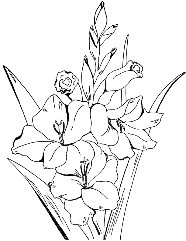 Download Adult Flowers Coloring Page - Gladiolus - The Graphics Fairy