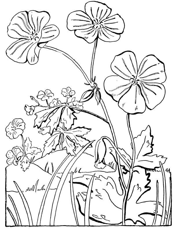 87 Flower Growing Coloring Pages For Free