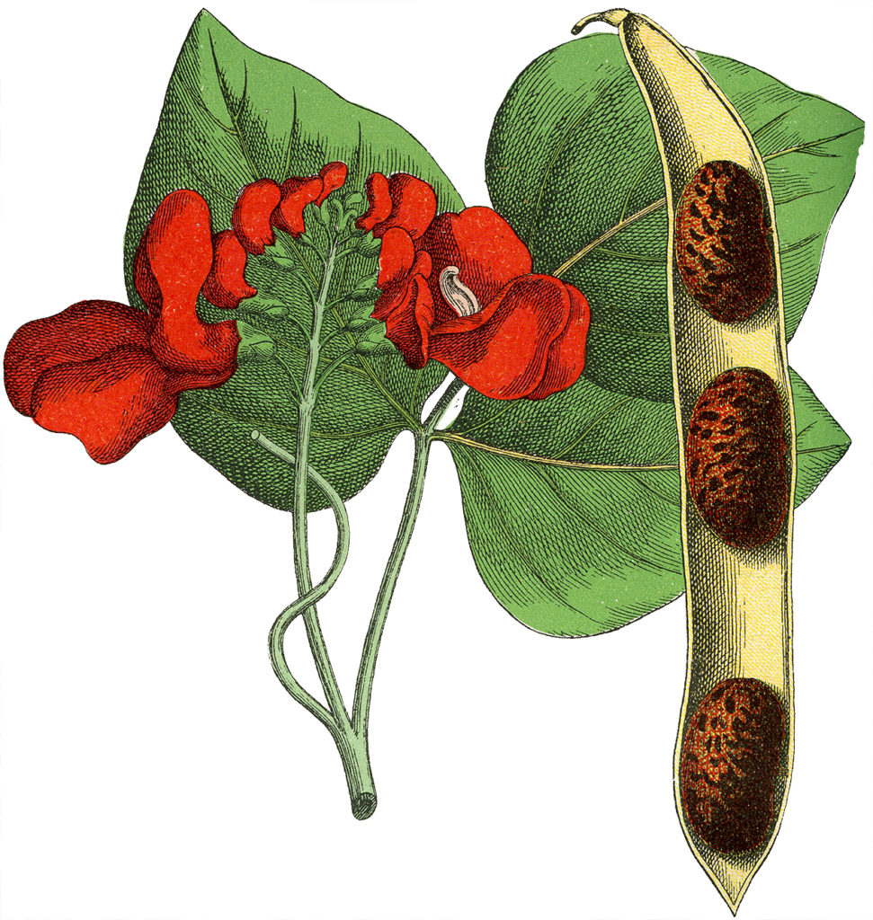 Red Floral Botanical Image