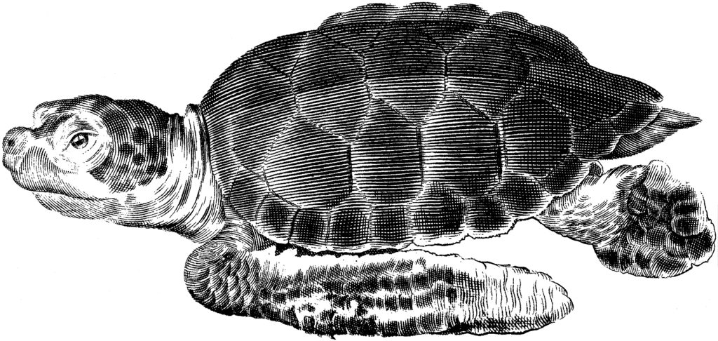 Swimming Sea Turtle Image
