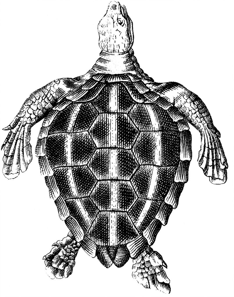 Graceful Sea Turtle Illustration