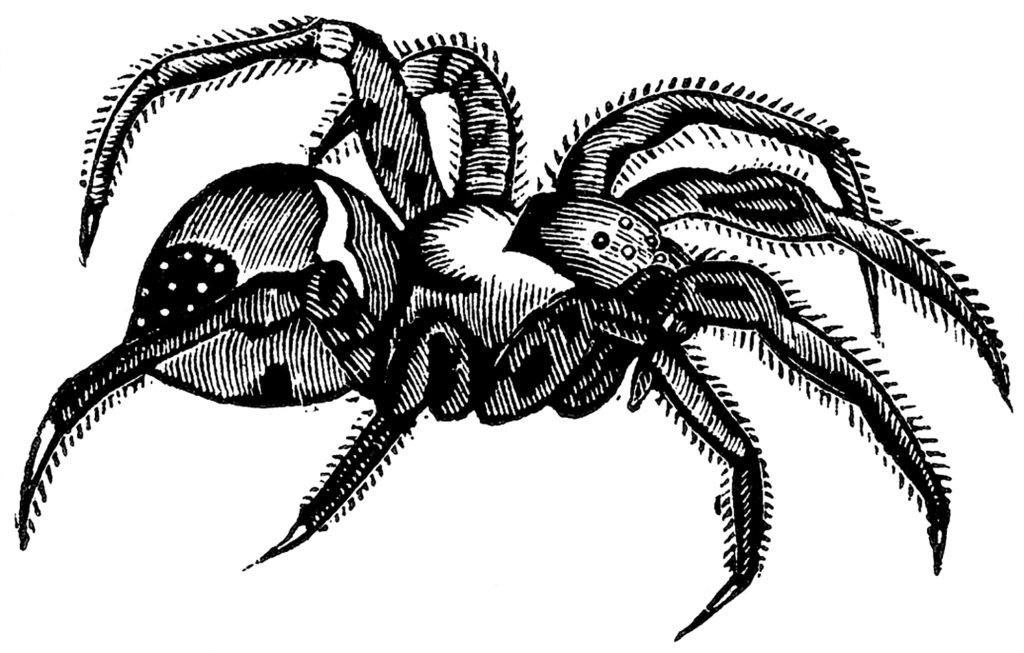 Tarantula Spider Clip Art