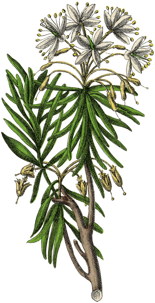 White Starburst Botanical Flower Image