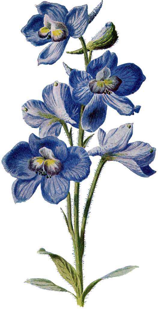 Vintage Beautiful Tall Blue Flower Image! - The Graphics Fairy