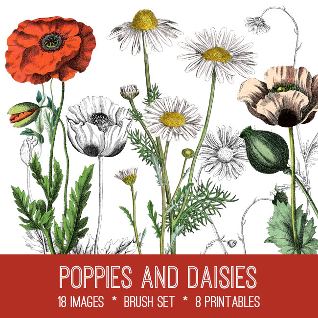 Poppies and Daisies collage