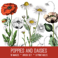 Poppy and Daisy flowers collage