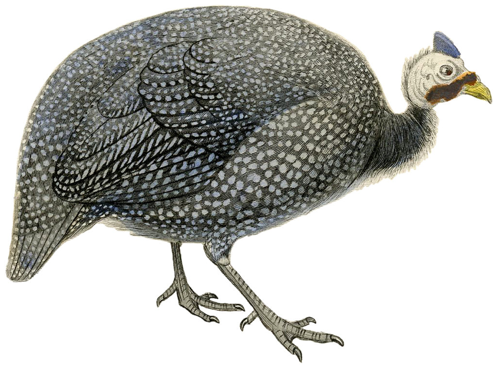 Picture of Guinea Fowl 