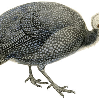 Guinea Fowl Image