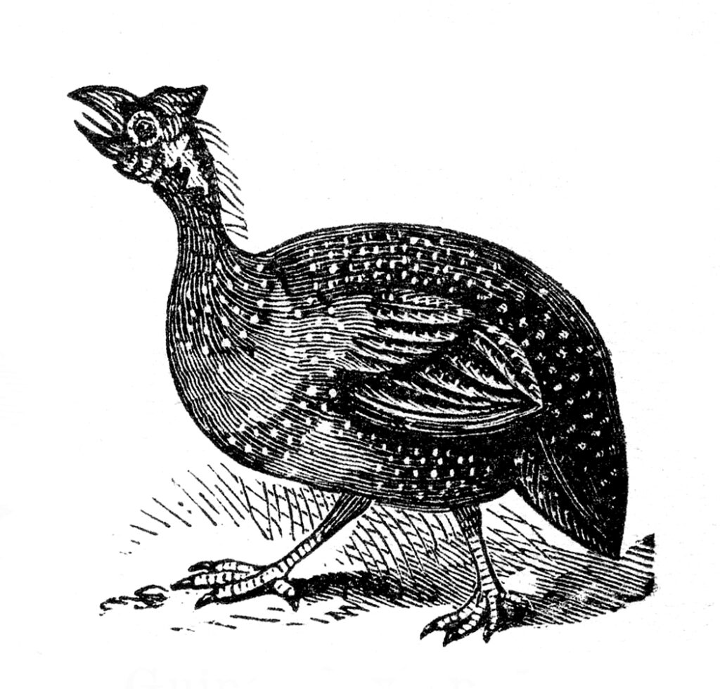Guinea Fowl Clipart