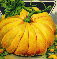 Pumpkin image