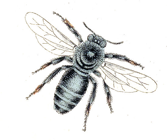 Vintage Bee Image