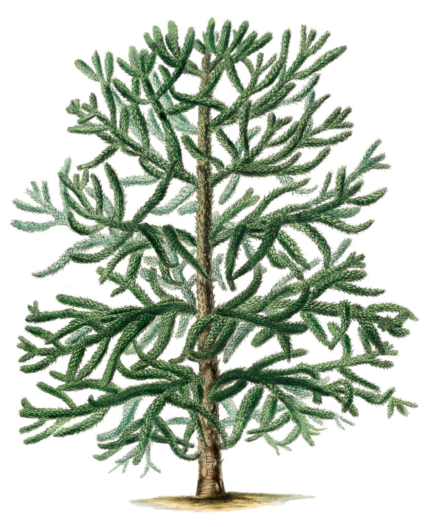 Christmas Tree Botanical Image