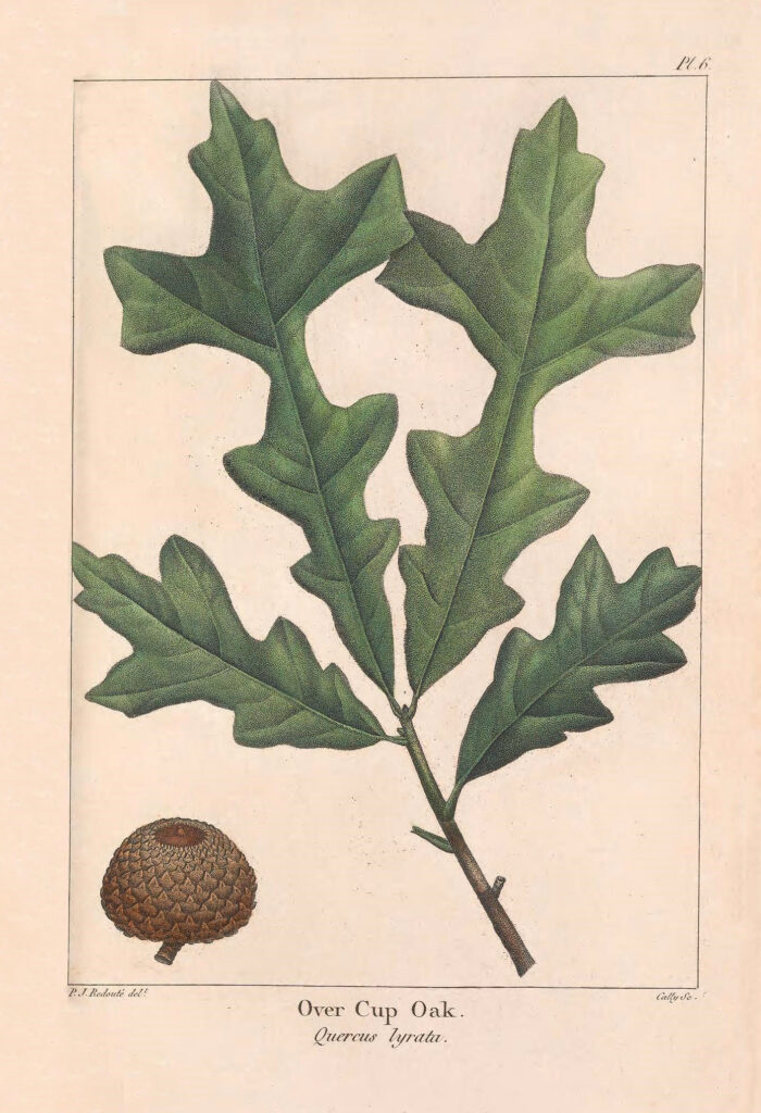 Oak Leaves with single Acorn