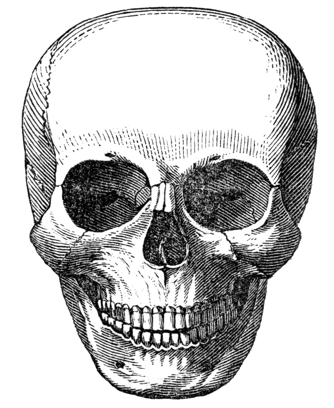 skeleton head clipart