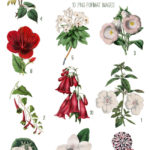 Red and White flowers collage