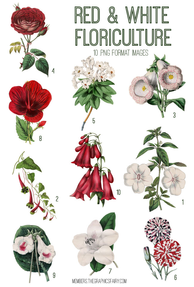 Red and White flowers collage