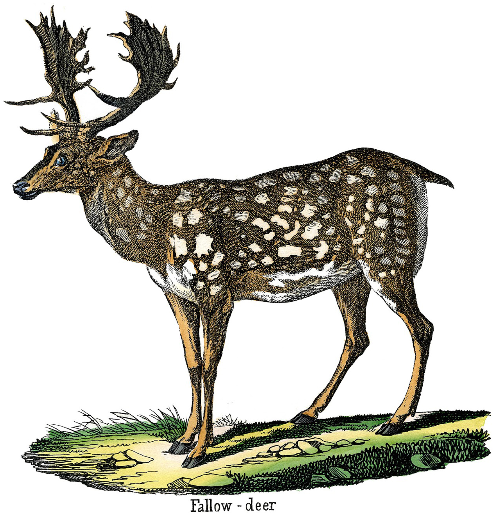 spotted deer clipart