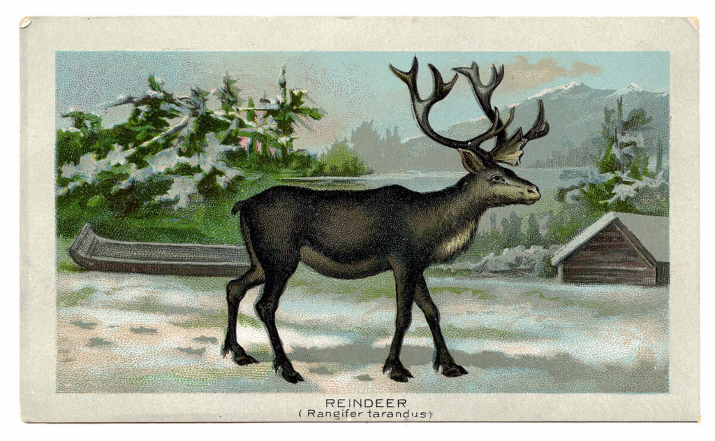 Reindeer Snow Landscape