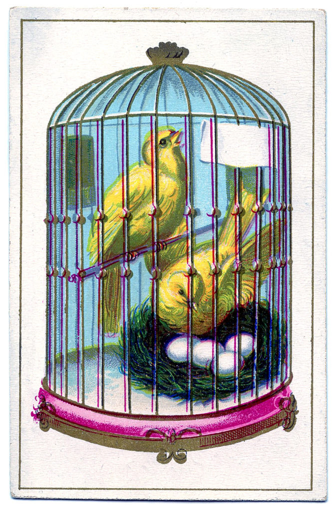 Canary Cage Picture