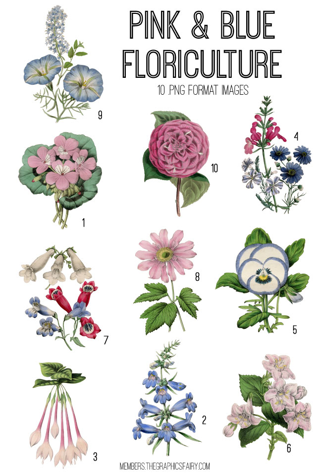 Pink and Blue Floriculture