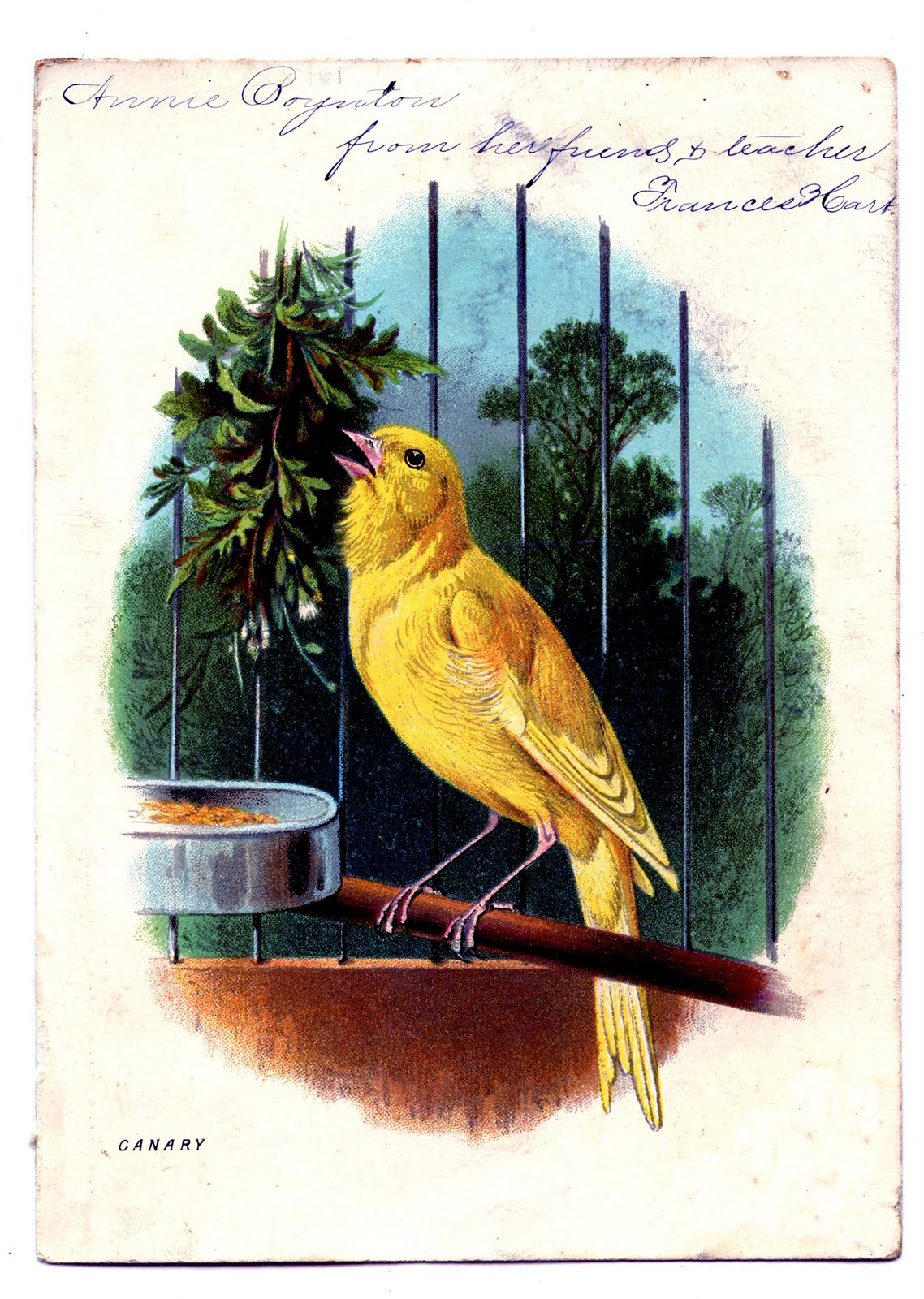 A canary bird in a cage