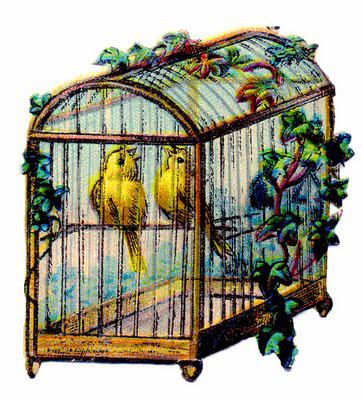 Canaries in cage