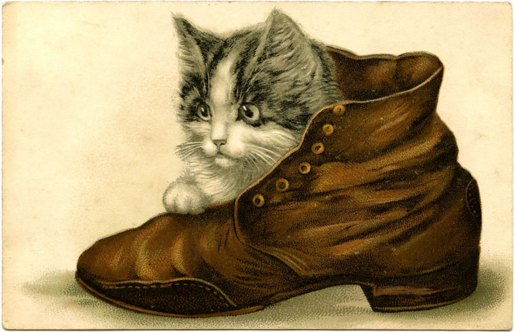 Kitten in Shoe Picture