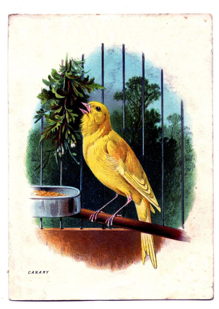 A canary bird sitting in a cage