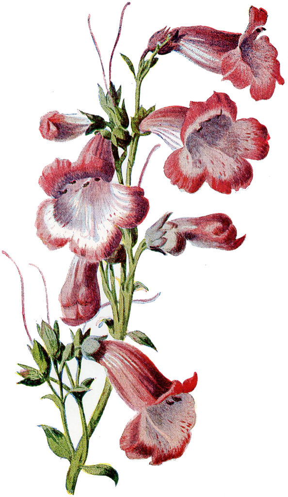 Penstemon Flowers
