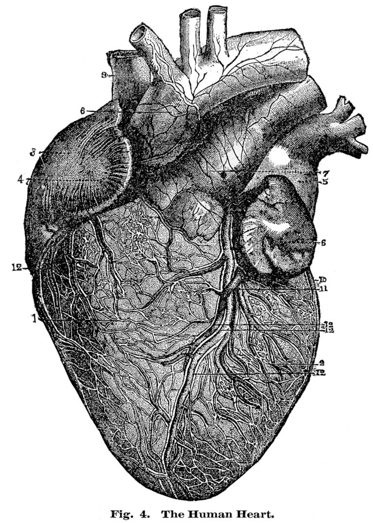 9 Anatomical Heart Drawings! - The Graphics Fairy