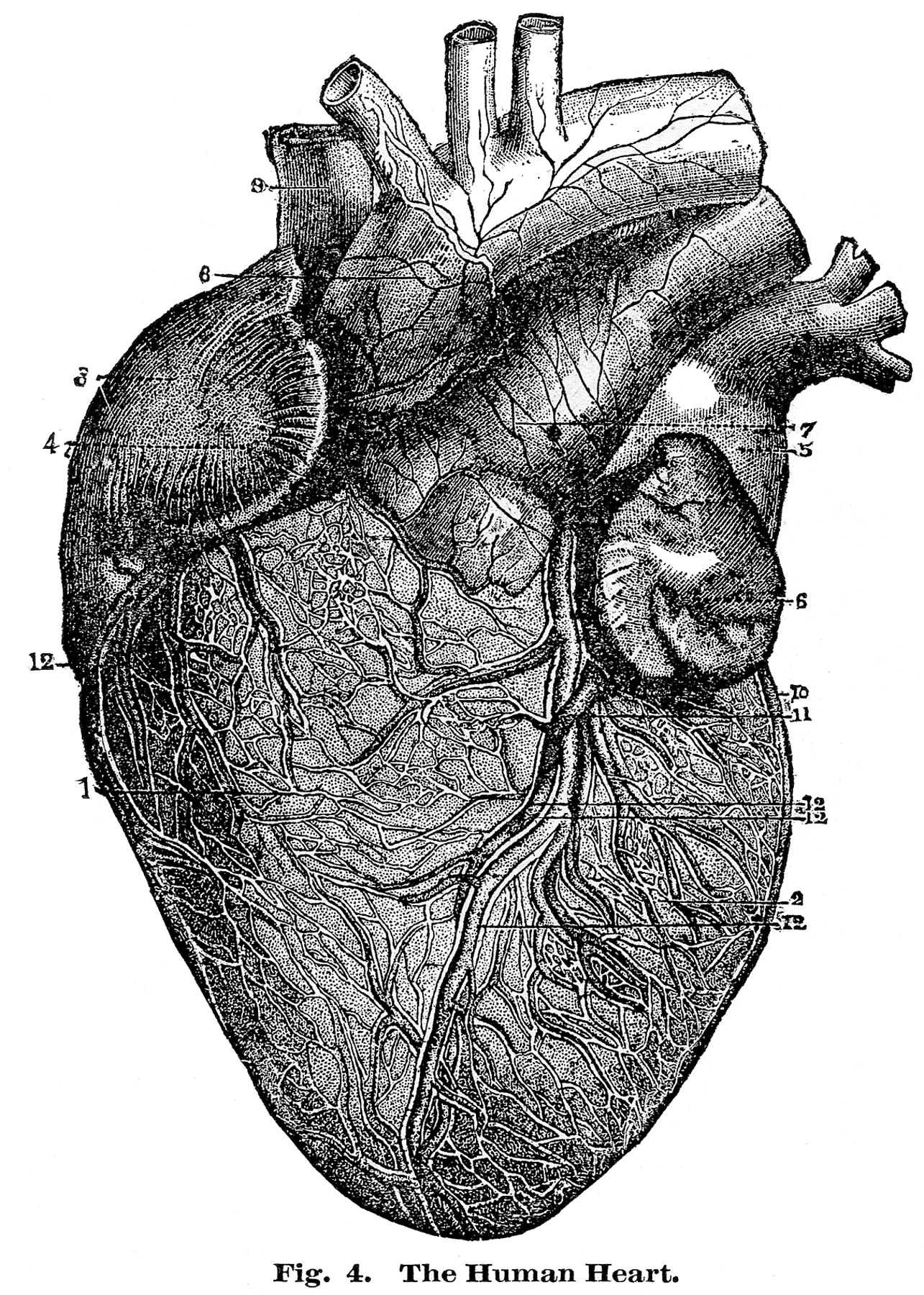 anatomical heart diagram black and white