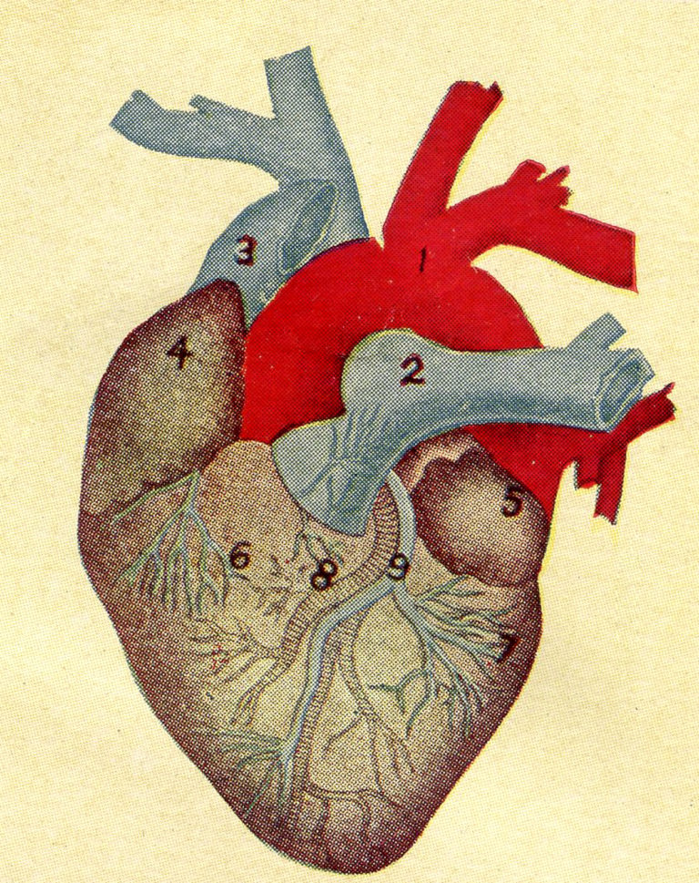 anatomically correct heart drawing