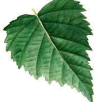 Birch Leaf Illustration