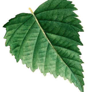 Birch Leaf Illustration