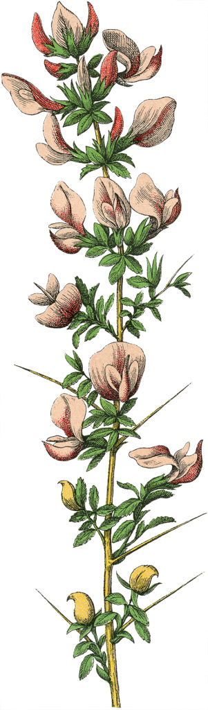 Pink German Botanical Picture