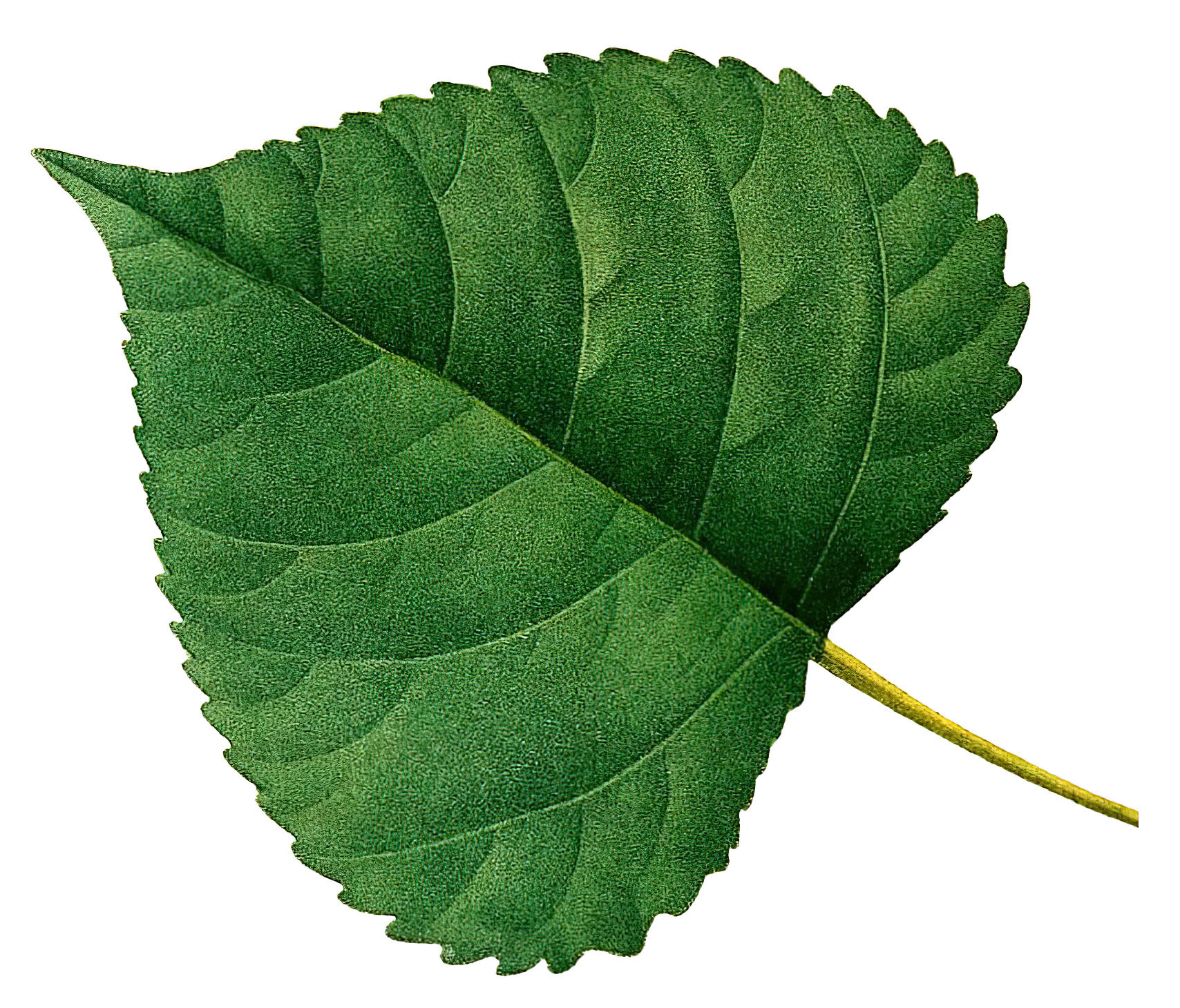 Poplar Leaf Picture