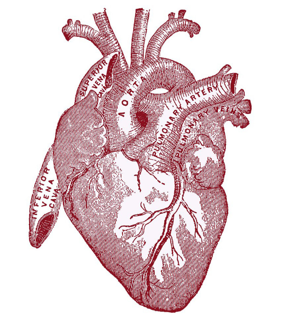 Red Anatomical Heart