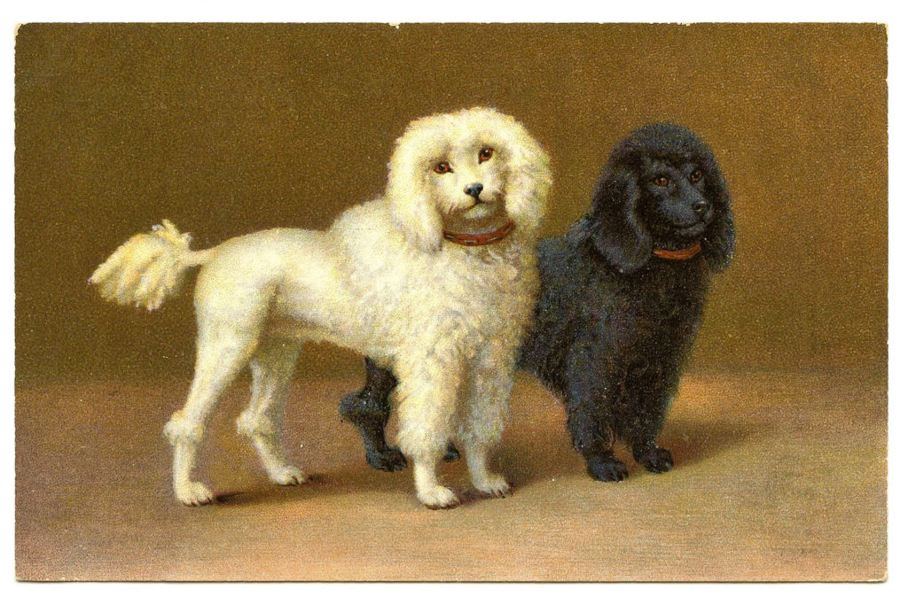 Two Poodles Dog Image