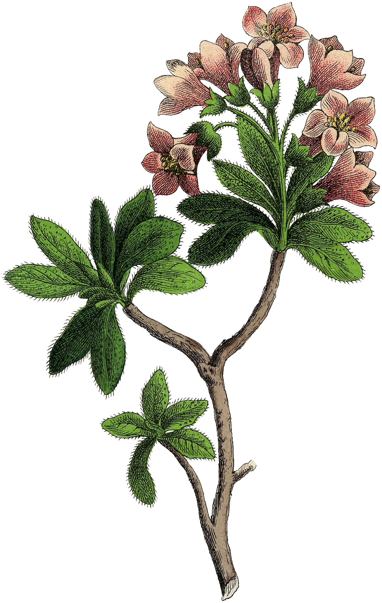 Vintage Rhododendron Image