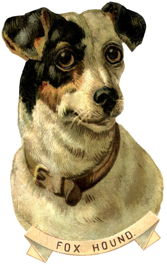 Fox Hound Dog Image