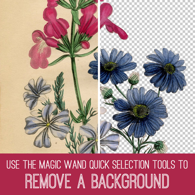 Flowers with background removed tutorial