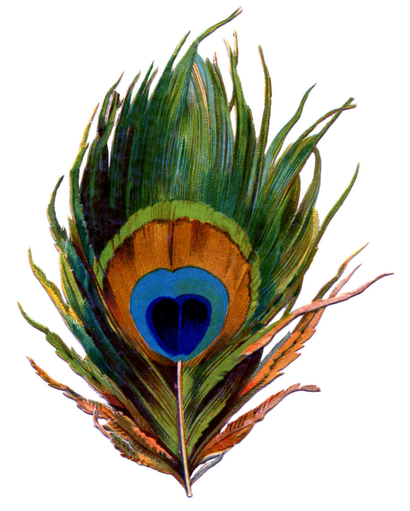 Antique Peacock Feather Image